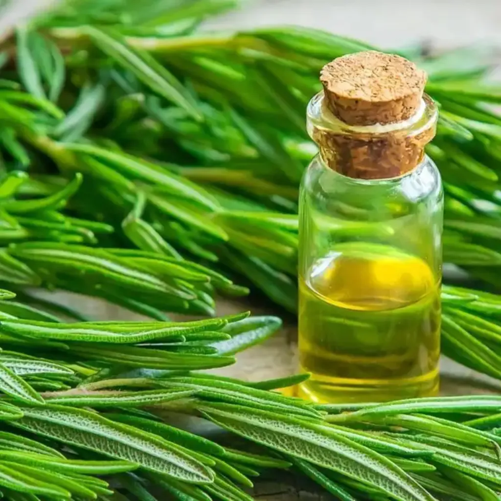 روغن رزماری