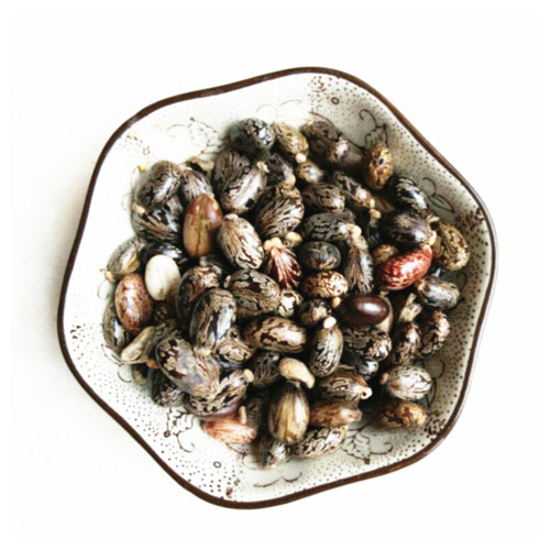 دانه کرچک