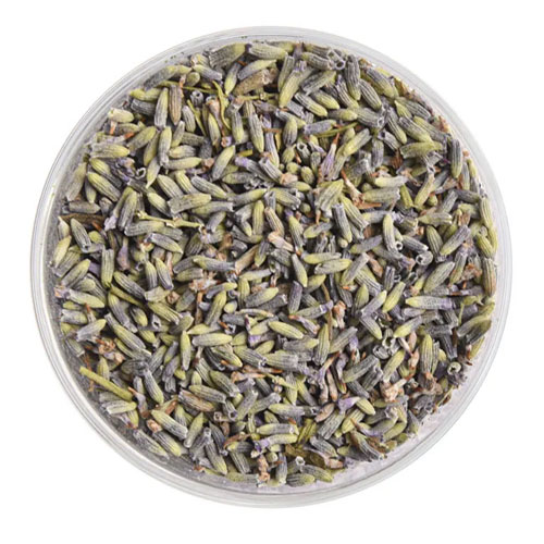 اسطوخودوس فرانسوی